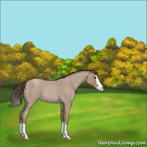Horse Color:Classic Champagne Roan Splash 