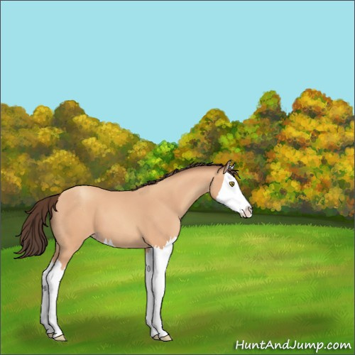 Horse Color:Amber Champagne Sabino Splash