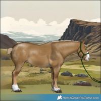 Horse Color:Chocolate Palomino Dun Mushroom Sabino 