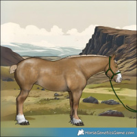 Horse Color:Chocolate Palomino Dun Mushroom Sabino