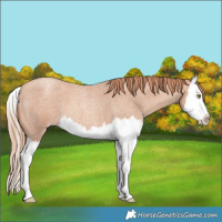 Horse Color:Gold Champagne Roan Splash