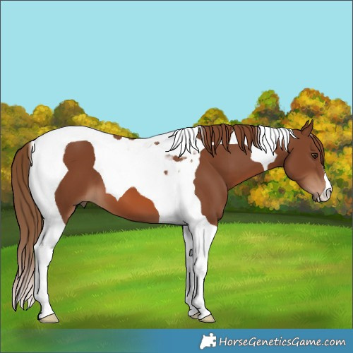Horse Color:Chestnut Tobiano 