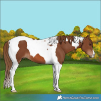 Horse Color:Chestnut Tobiano