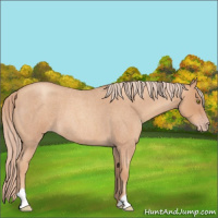 Horse Color:Gold Champagne Roan