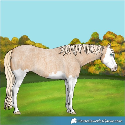 Horse Color:Palomino Roan Splash