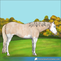 Horse Color:Palomino Roan Splash 