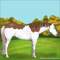 Horse Color:Chestnut Splash
