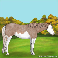 Horse Color:Red Roan Splash 