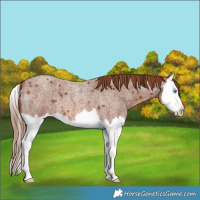 Horse Color:Red Roan Splash 