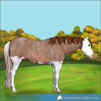 Horse Color:Red Roan Splash