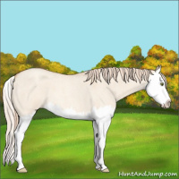 Horse Color:Gold Champagne Roan Dun Splash 