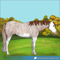 Horse Color:Red Roan Splash