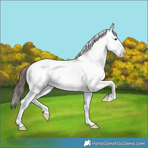 Horse Color:Brown Appaloosa 