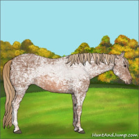 Horse Color:Chestnut Ice 