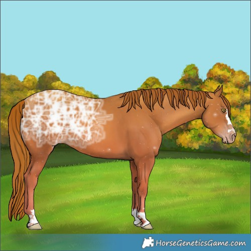 Horse Color:Gold Champagne Ice 