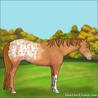 Horse Color:Gold Champagne Ice 