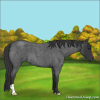 Horse Color:Blue Roan