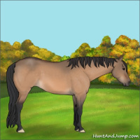 Horse Color:Bay Dun