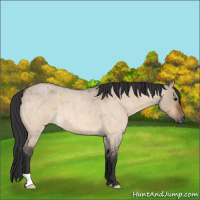 Horse Color:Bay Roan Dun