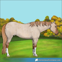 Horse Color:Red Dun Roan 
