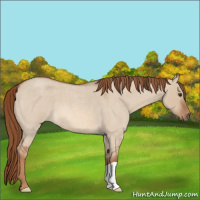 Horse Color:Red Dun Roan 