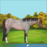 Horse Color:Bay Roan 