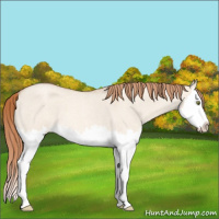Horse Color:Gold Champagne Roan Dun Splash