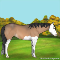 Horse Color:Bay Dun Splash 