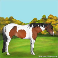 Horse Color:Brown Tobiano