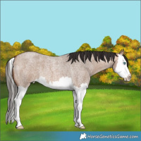 Horse Color:Bay Roan Dun Splash