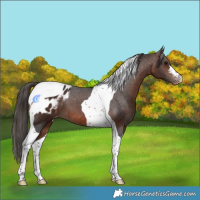 Horse Color:Brown Tobiano Appaloosa