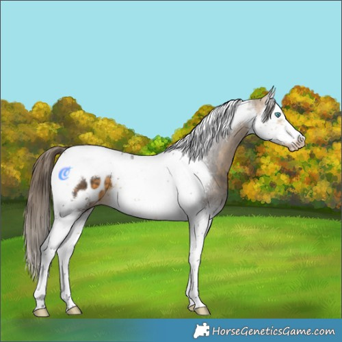 Horse Color:Buckskin Splash Tobiano Frame Appaloosa 