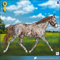 Horse Color:White Spotted Liver Chestnut  and White Spotted Red Dun Ice 