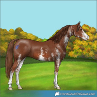 Horse Color:White Spotted Chestnut 