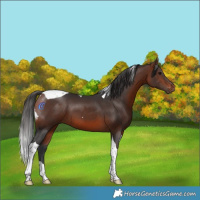 Horse Color:Bay Tobiano 