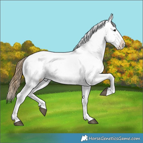 Horse Color:Buckskin Appaloosa Rabicano 