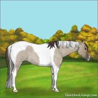 Horse Color:Smoky Grullo Roan Tobiano 