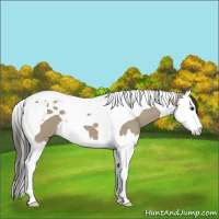 Horse Color:Smoky Grullo Splash Tobiano