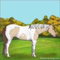 Horse Color:Classic Cream Champagne Roan Dun Tobiano