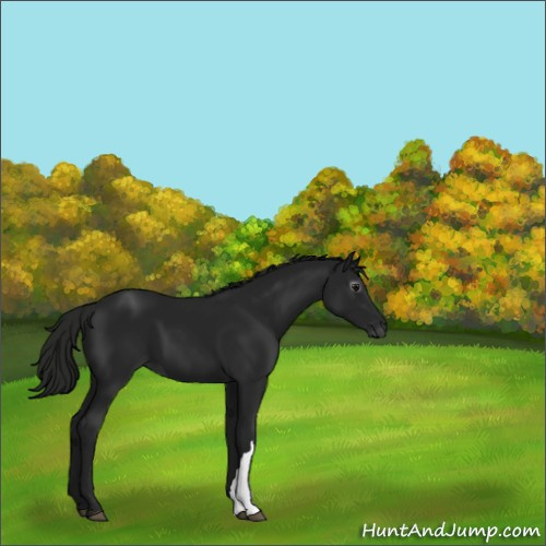 Horse Color:Gray Black