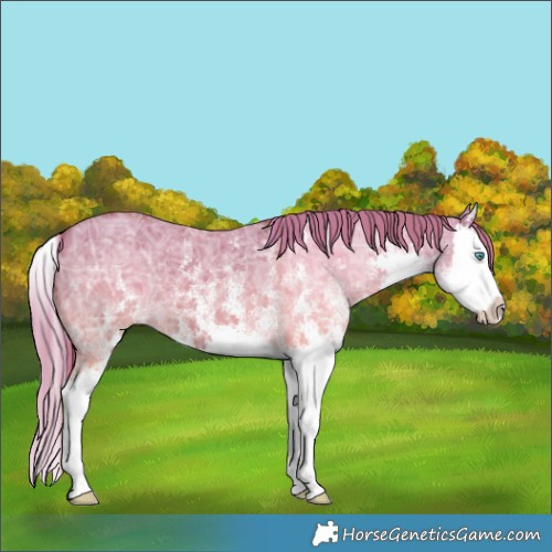 Horse Color:White Spotted Red Dun Ice Splash