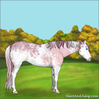 Horse Color:White Spotted Red Dun Ice Splash 