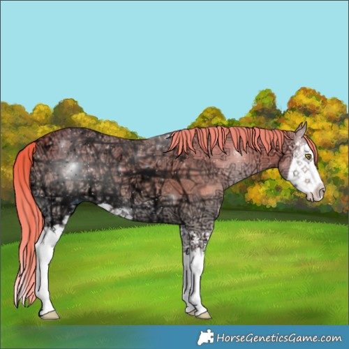 Horse Color:Gold Champagne Ice Onyx Splash