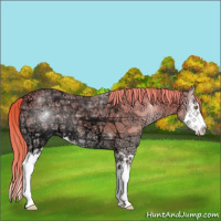 Horse Color:Gold Champagne Ice Onyx Splash 