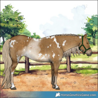 Horse Color:White Spotted Chocolate Palomino Dun Brindle 