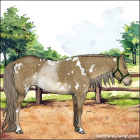 Horse Color:White Spotted Chocolate Palomino Dun Brindle 