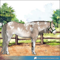 Horse Color:White Spotted Liver Red Dun Mushroom Sabino Brindle 