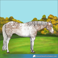 Horse Color:Silver Brown Ice Dun Splash Tobiano 