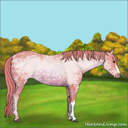 Horse Color:Watercolor Chestnut Ice Rabicano 