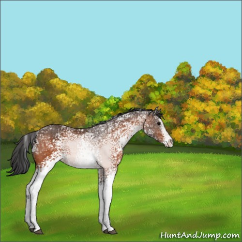 Horse Color:White Spotted Bay Ice Splash 